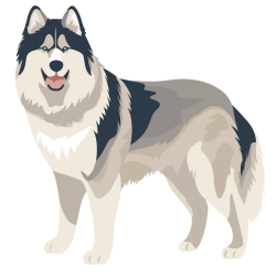 Alaskan Malamute