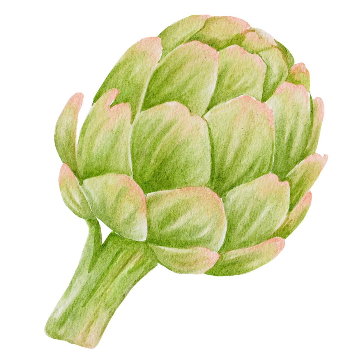 Artichoke