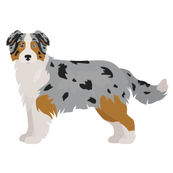 Australian Shepherd