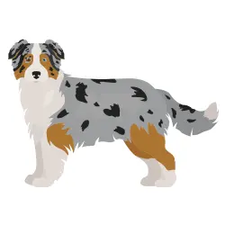 Australian Shepherd