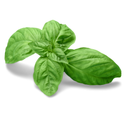 Basil