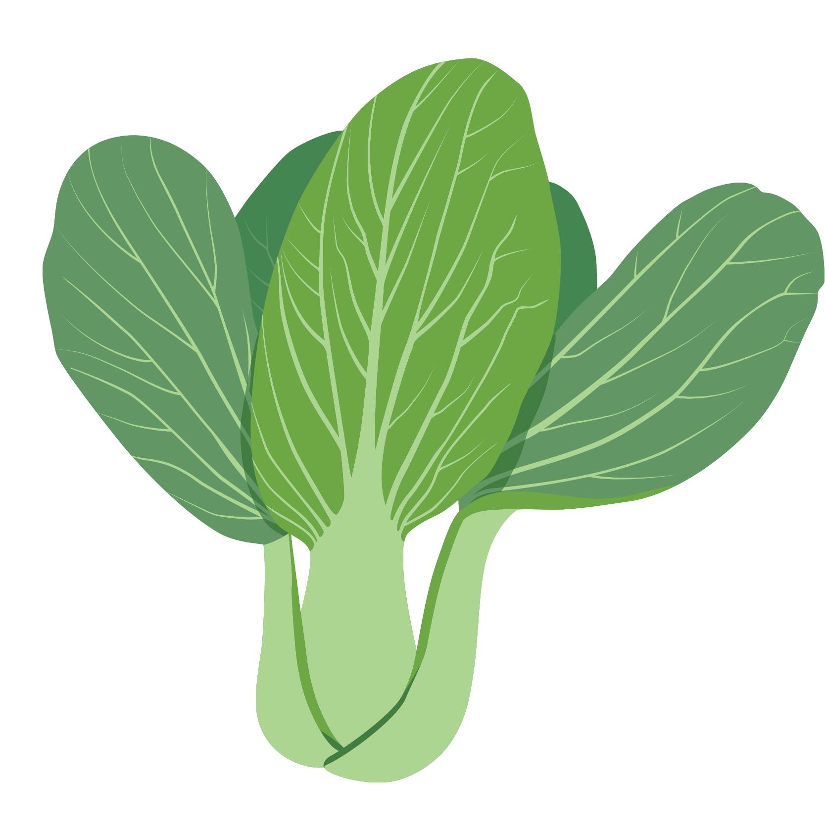 Bok choy