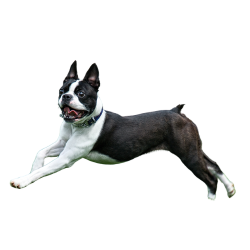 Boston Terrier