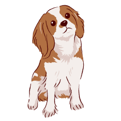 Cavalier King Charles Spaniel