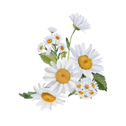 Chamomile