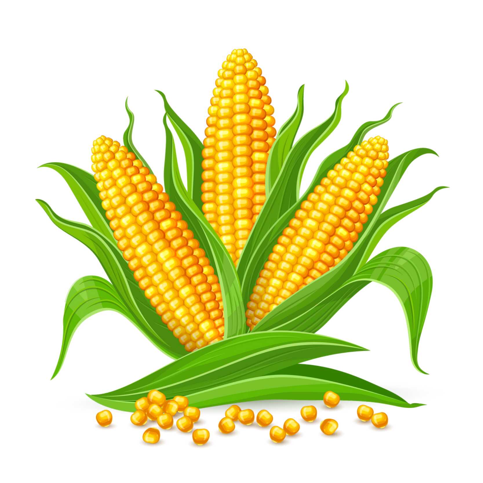 Corn