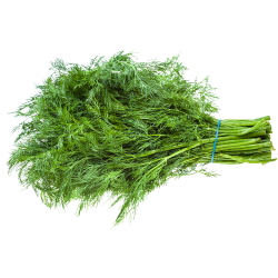 Dill