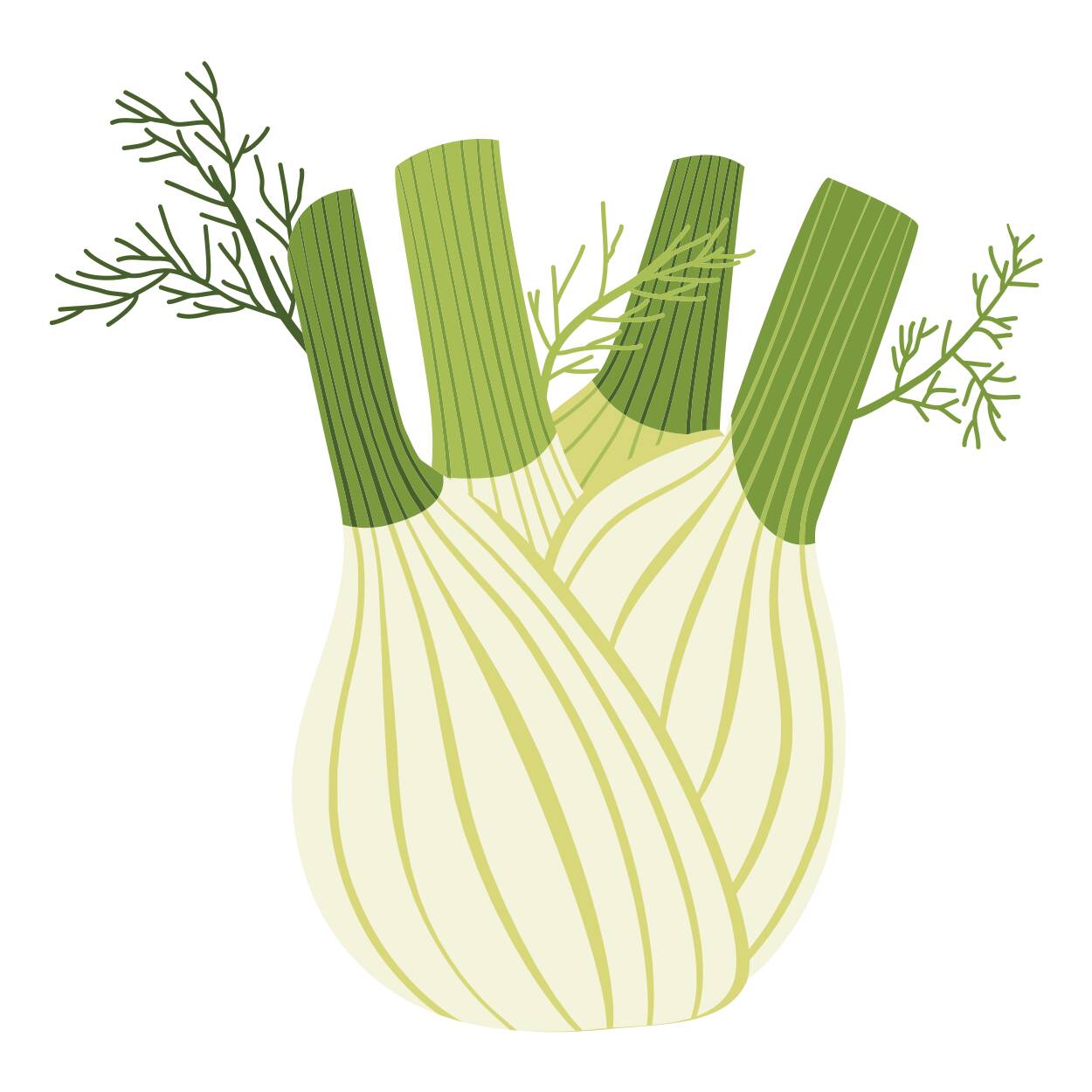 Fennel