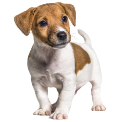 Jack Russell Terrier