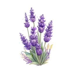 Lavender