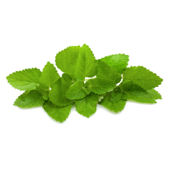 Lemon balm