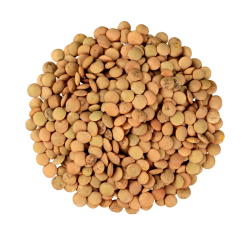 Lentils