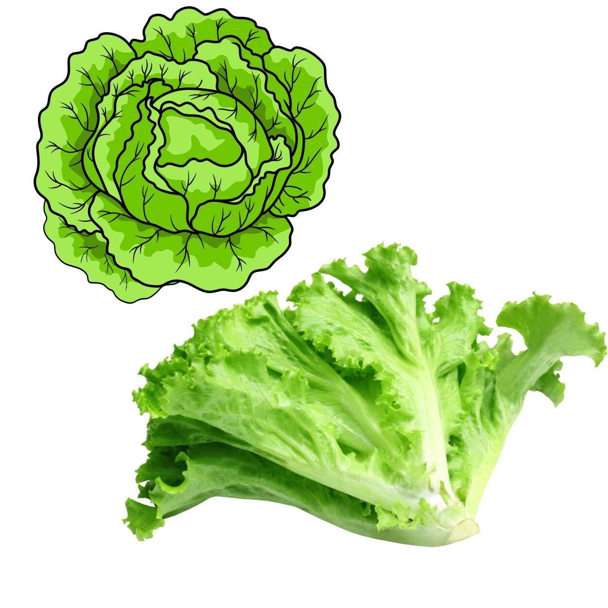 Lettuce