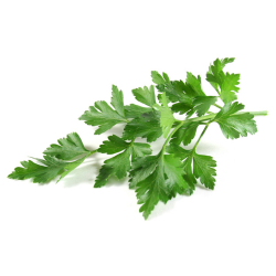 Lovage