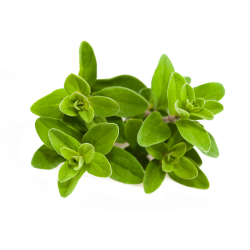 Marjoram