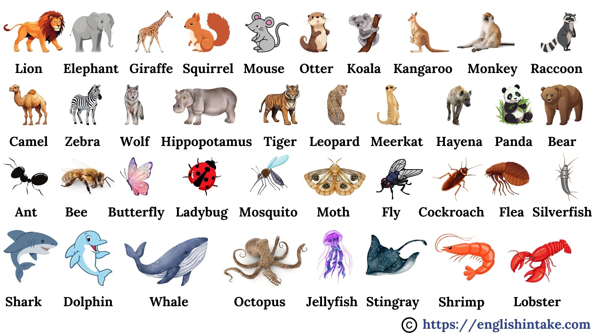 Names of animals in English