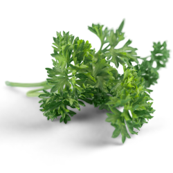 Parsley