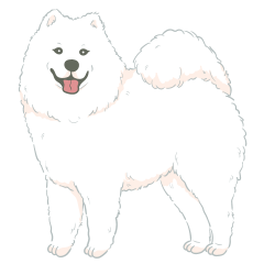 Samoyed