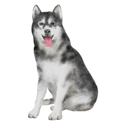 Siberian Husky