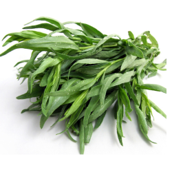 Tarragon