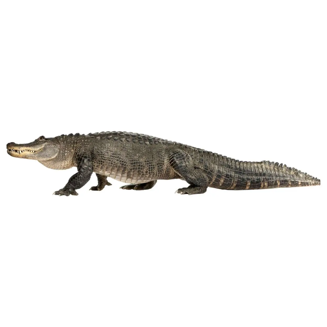 Alligator