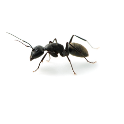 Ant