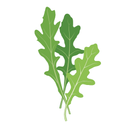 Arugula