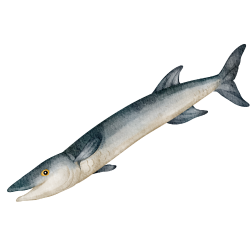 Barracuda