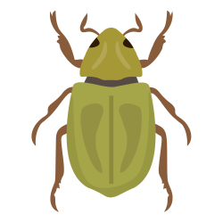 Beetle