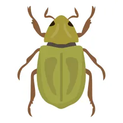 Beetle