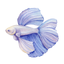 Betta fish