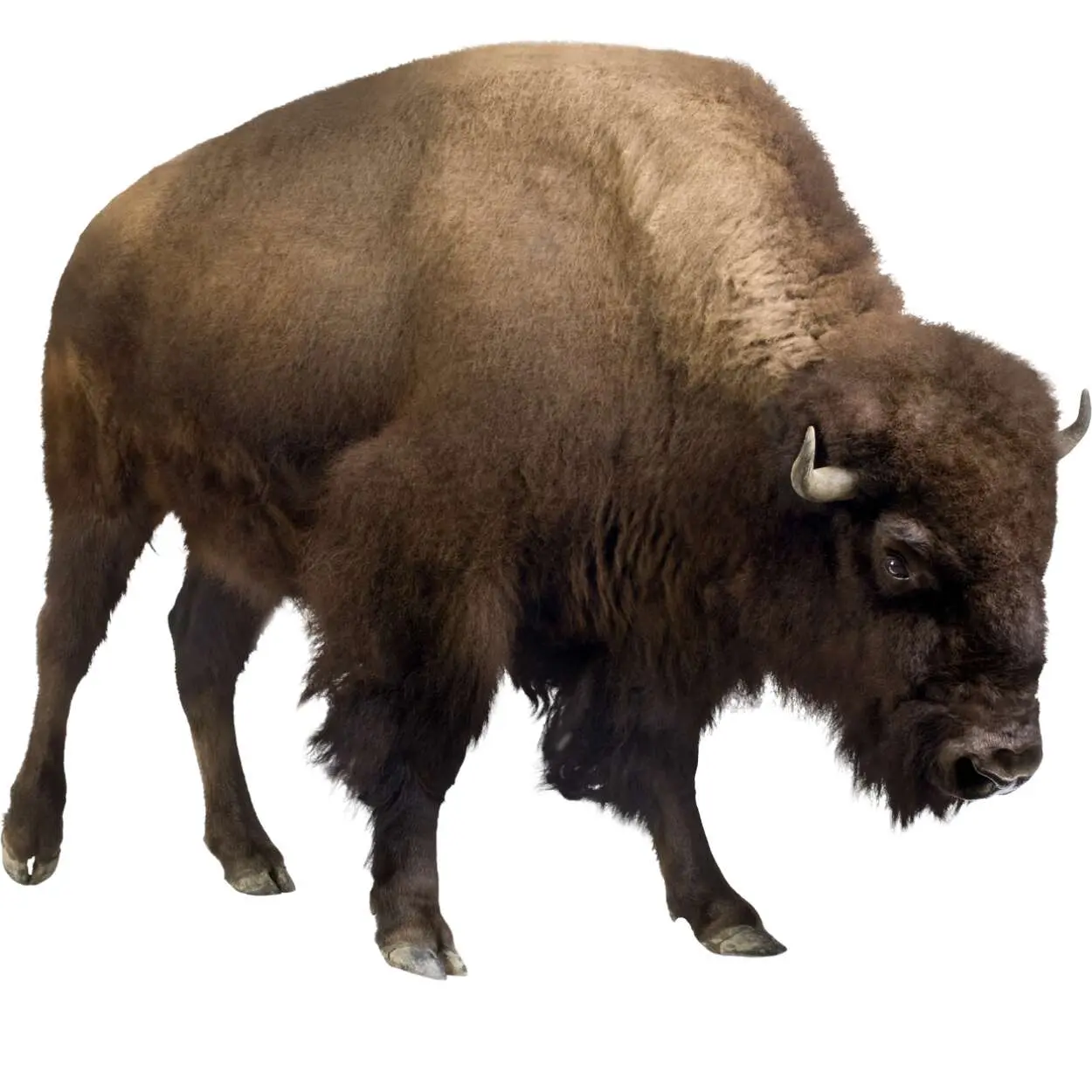 Bison