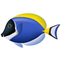 Blue tang