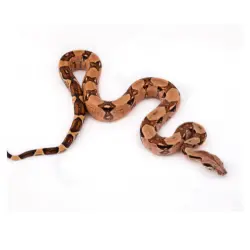 Boa constrictor