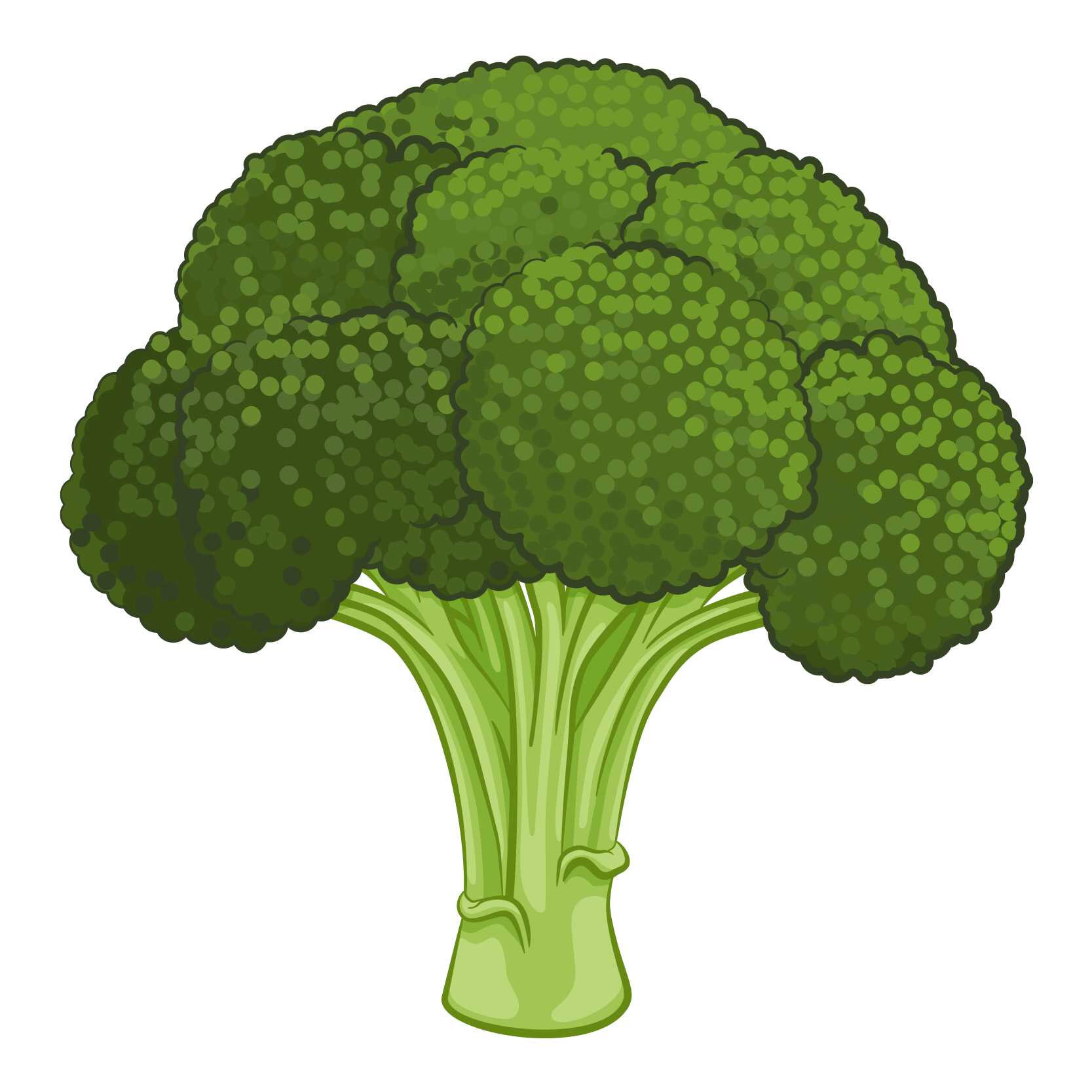 English vocabulary with pictures - Vegetables - Broccoli