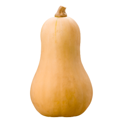 Butternut squash