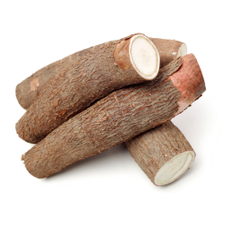 Cassava