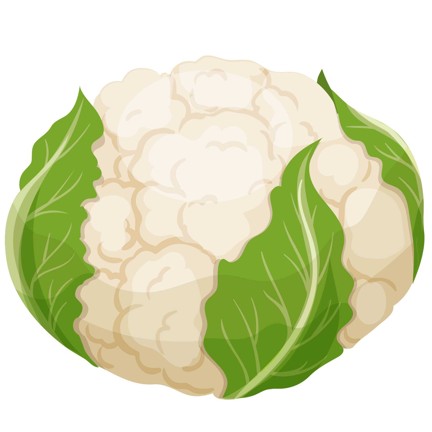 English vocabulary with pictures - Vegetables - Cauliflower