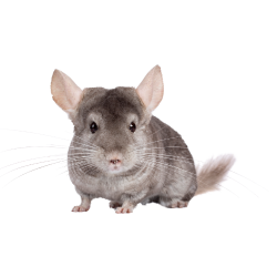 Chinchilla