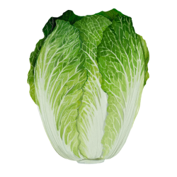 Chinese cabbage