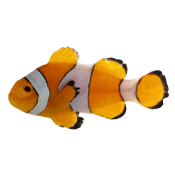 Clownfish