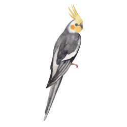 Cockatiel