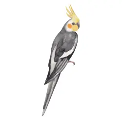 Cockatiel