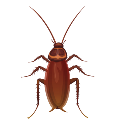 Cockroach