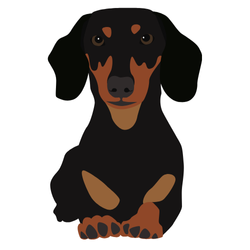 Dachshund