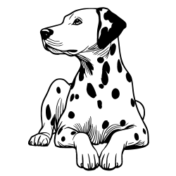 Dalmatian