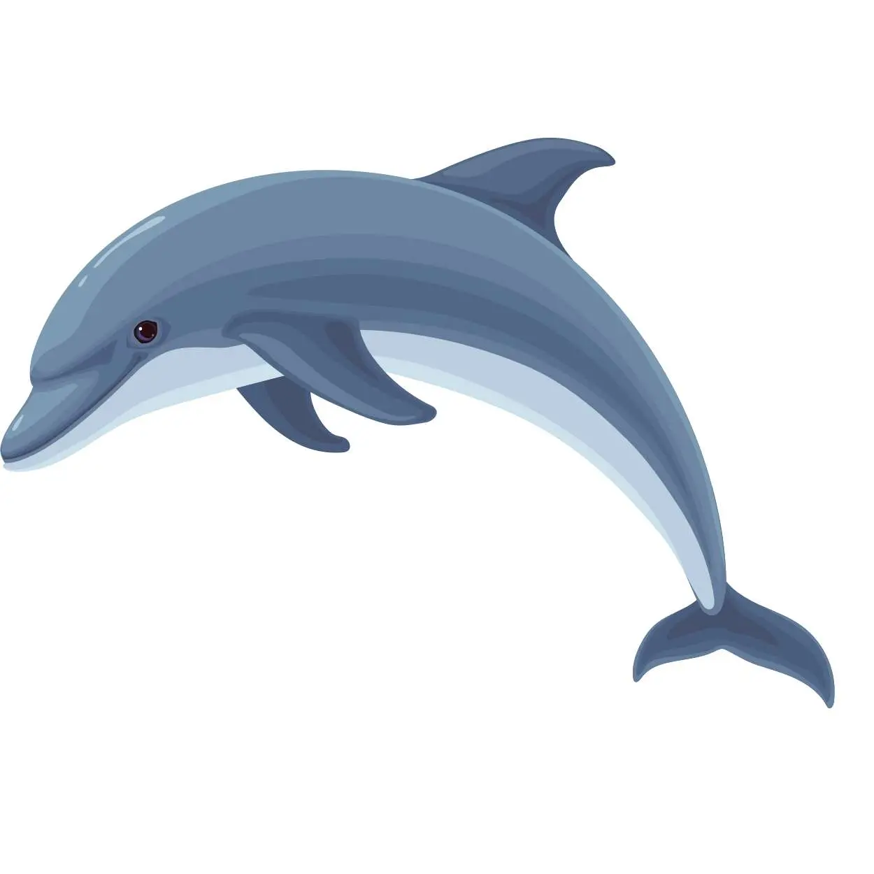 Dolphin