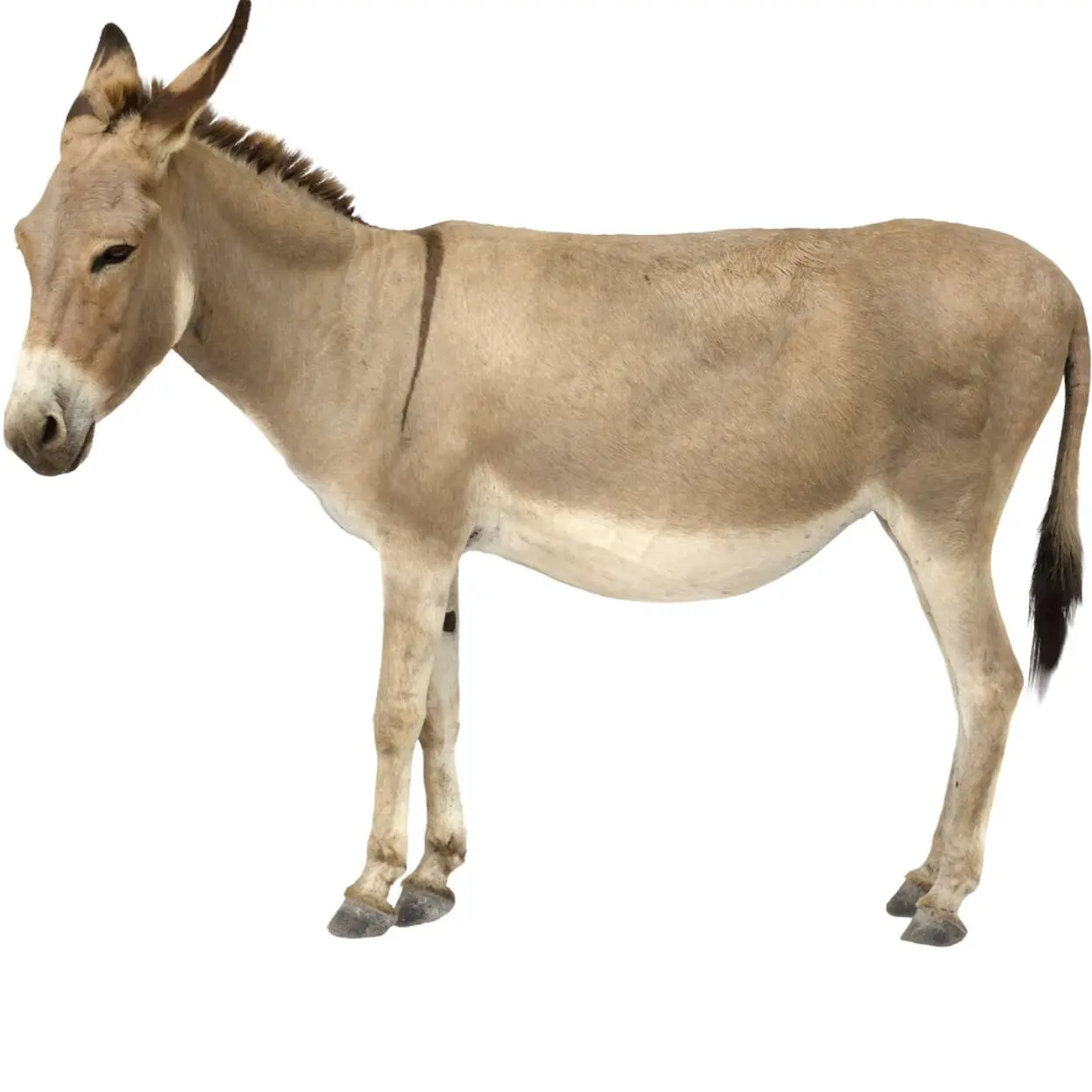 Donkey