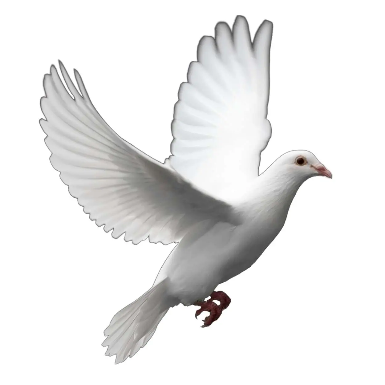 Dove
