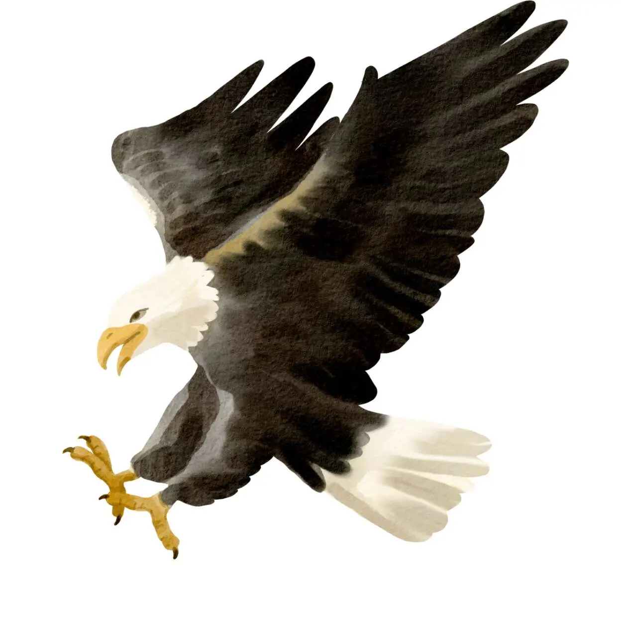 Eagle